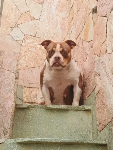 American Bully