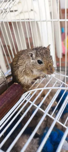 Gerbil
