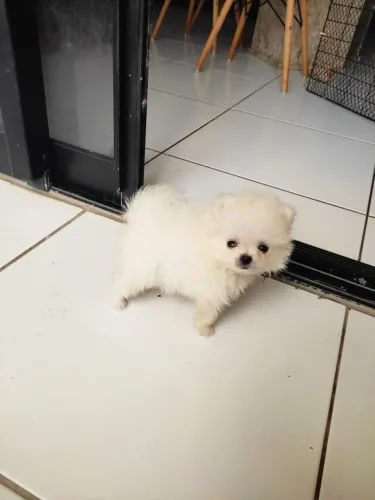 Spitz Alemão (Lulu da Pomerânia)