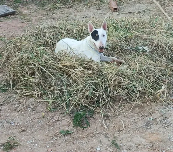 Doa-se Bull Terrier