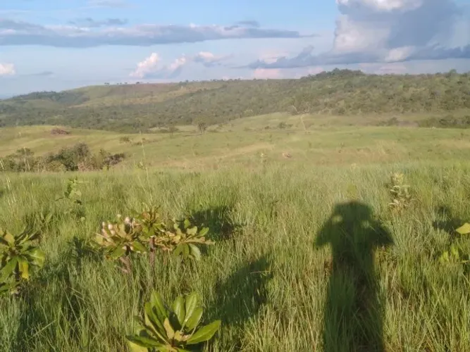 Fazenda 50 Alqueires Em Tocantins Excelente para Gado e Soja