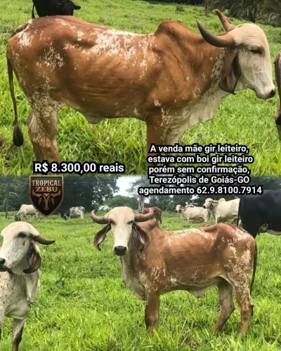Vaca gir leiteiro Terezópolis de Goiás-GO 