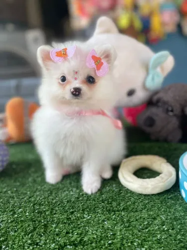 Spitz alemão fêmea pequena cor creme e branco 