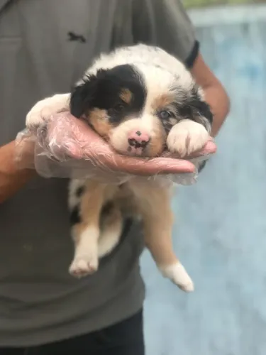 Border Collie- Fêmea linda linhagem pura, com 59 dias- Dani