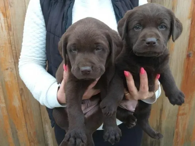 Labrador- Machinho black e machinho chocolate com 59 dias de vida- Dani