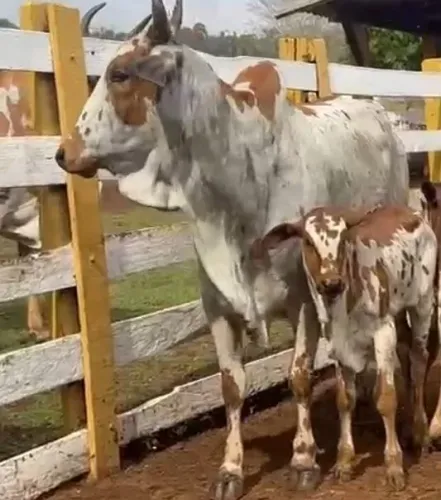 Vendo Vaca nelore pintado PA com bezerro no pé 