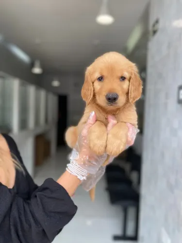 Golden Retriever- Cão fiel, 4º raça mais inteligente do mundo- Leia a descrição e contate