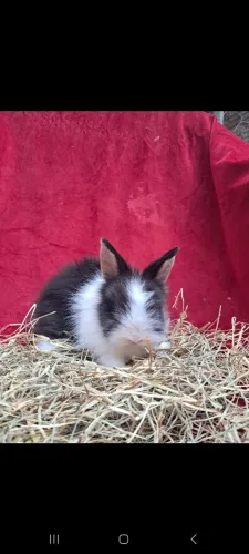 Coelho mini lion