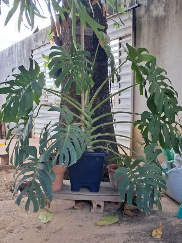 Planta costela de Adão 