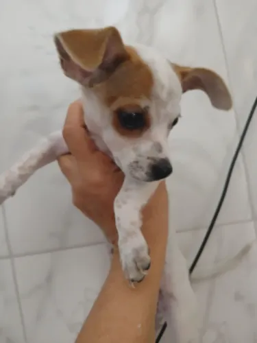 Cadelinha