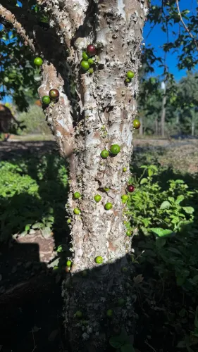 Mudas de Jabuticaba 