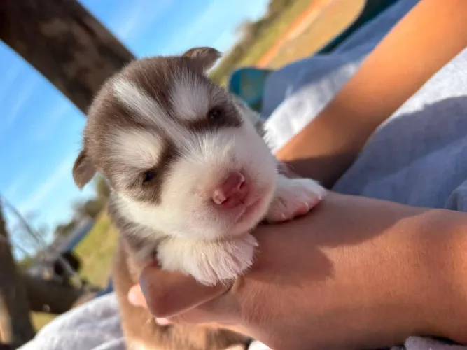 Husky siberiano 