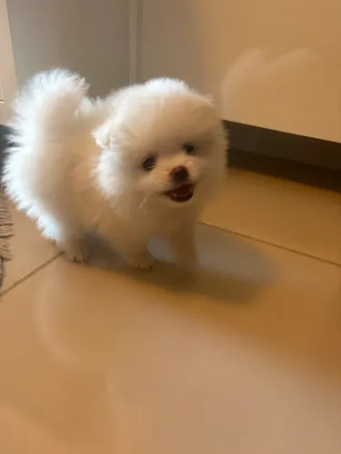 Lulu da pomerania