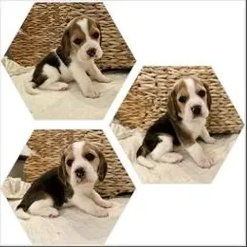Beagle,Beagle Filhote de Linda Linhagem Pronto para Fazer Parte da Família