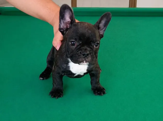 Bulldog francês lindas fêmeas 