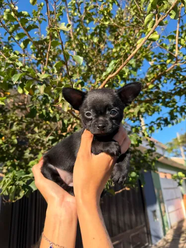 Chihuahua micro black macho