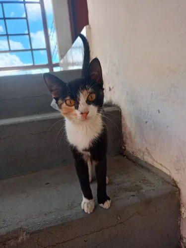 Doação de gatinha fêmea