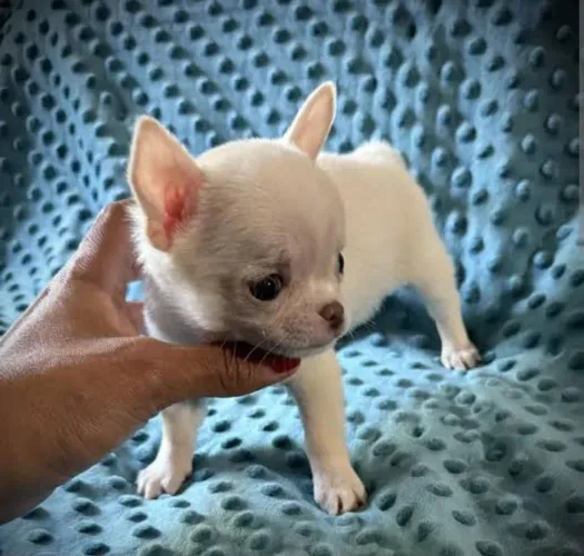 Chihuahua micro com pedigree linhagem importada!