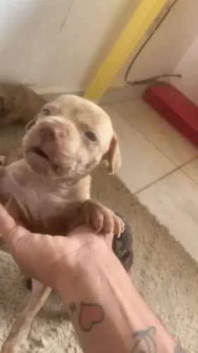 Filhotes de pitbull 