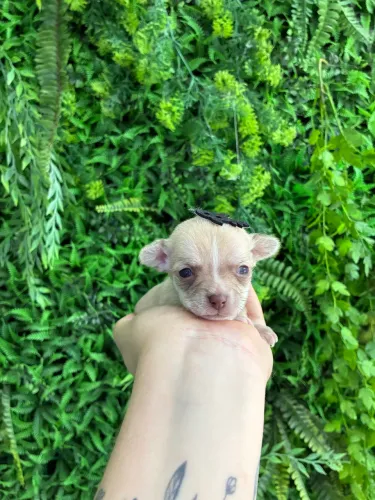 Filhotes de Chihuahua pelo curto