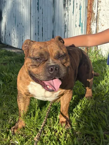 American bully macho 