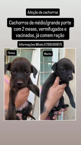 Adoção de filhotes