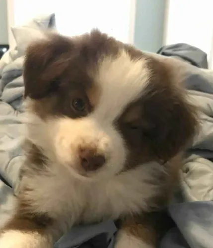 Filhote Border Collie, Quem precisa de um despertador quando se tem um filhote!