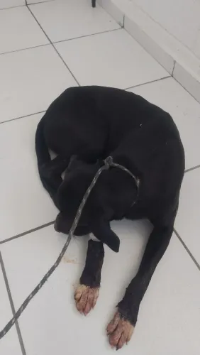Doando 1 macho e duas fêmeas todos castrados e vacinados contra raiva bom pra sítio