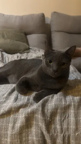 Adoção Responsável Gatinha Castrada