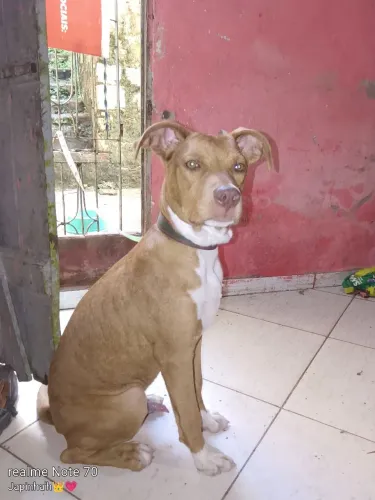 Cachorro Pitbull