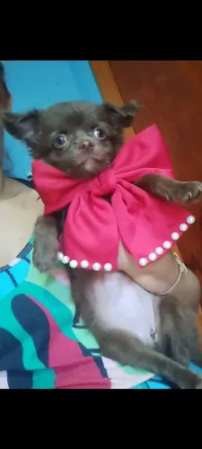 Chihuahua Chocolate Fêmea Pelo Longo uma Raridade toda vacinada 