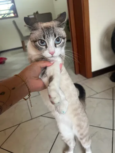 Doação gata fêmea castrada