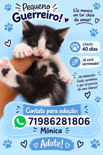 Adoção responsável de lindo filhote de gato macho