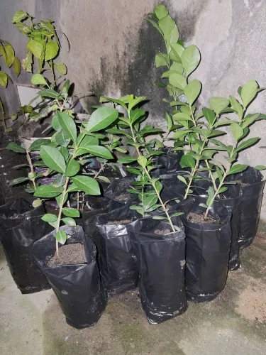 Mudas de acerola