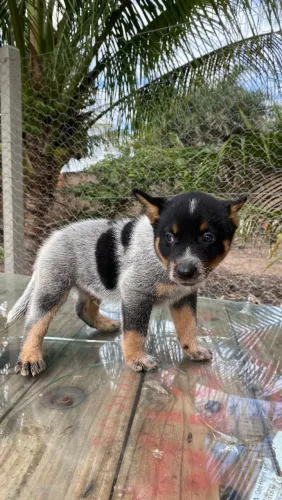 BLUE HEELER ( boiadeiro australiano)