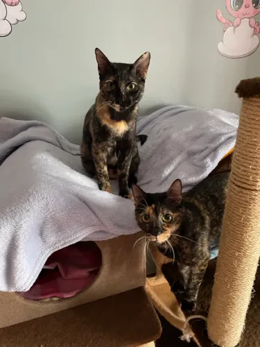 Gatinhas para adoção conjunta - castradas/vacinadas - São Paulo, ZN