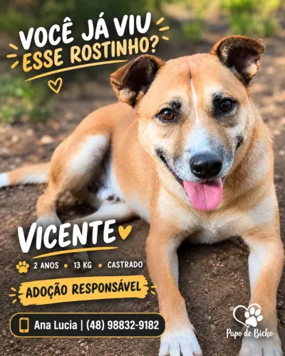 Vicente para adoção