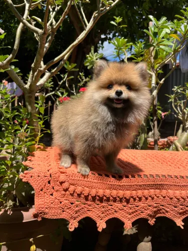 Filhote Spitz Alemão Fêmea 
