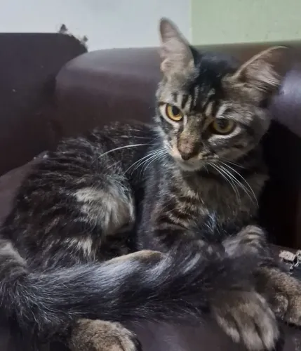 Gatinha castrada para adoção 
