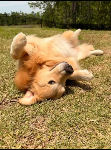 Uma fofura para o seu lar Golden Retriever 