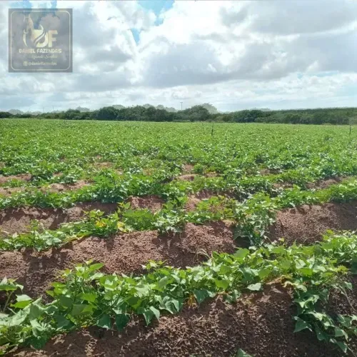 Fazenda com 44 hectares na região de Touros