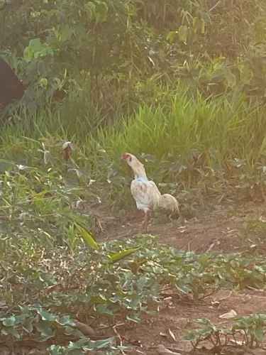 Galo de fora