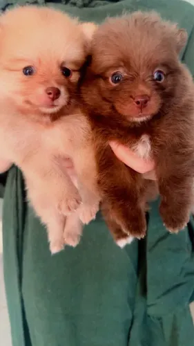 Lulu da Pomerania 