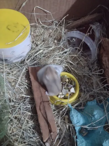 Hamster anão russo 