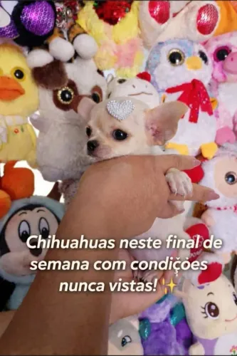 Chihuahua 