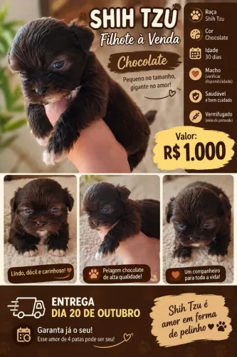 Vendo filhotes de Shitzu machos chocolate puro