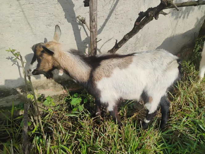 Cabrito