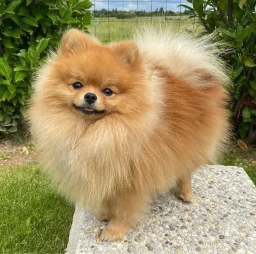 Lulu da Pomerânia / Splitz Alemão macho
