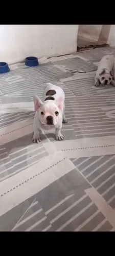 Bulldog francês macho divido no cartão sem juros