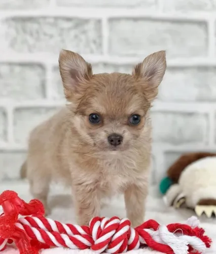 Chihuahua Fêmea pelo longo: amor em pequeno porte.